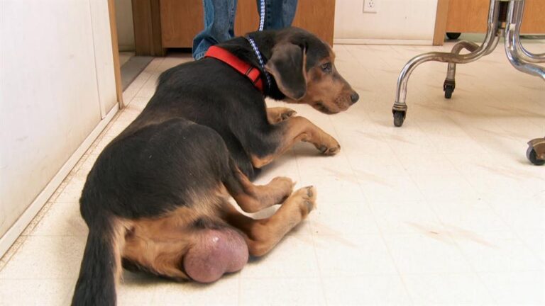 Black Testicles in Dogs: Possible Causes and When to Seek Advice