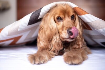 Why do dogs lick their beds?