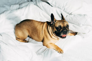Why do dogs lick their beds?