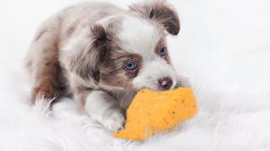 Can dogs have parmesan cheese?