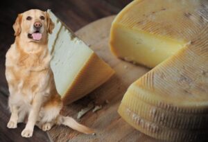 Can dogs have parmesan cheese?