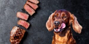 Can dogs eat steak fat?