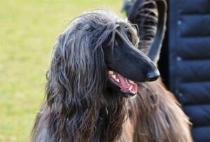Dog with long hair on ears