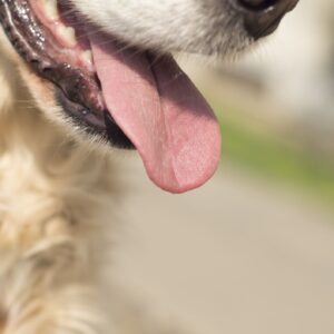 Why is my dog's tongue hot?