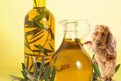 What kind of cooking oil is okay for dogs?
