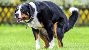 How does a dog decide where to poop?