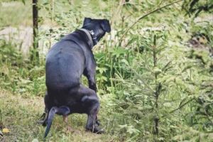 How does a dog decide where to poop?