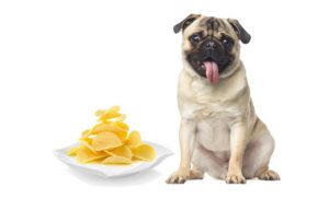 Can dogs eat barbecue chips?