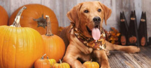 How fast does pumpkin work for dog diarrhea?