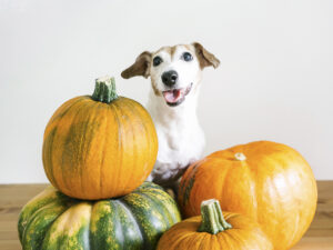 How fast does pumpkin work for dog diarrhea?