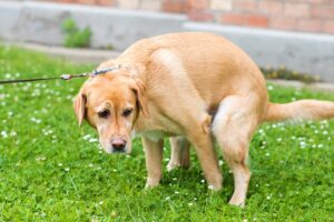 When does puppy poop become solid?