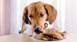 Can dogs eat rotisserie chicken?