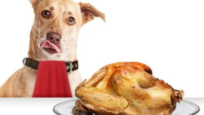 Can dogs eat rotisserie chicken?