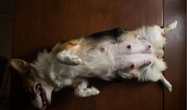 Understanding Enlarged Dog Nipples After Heat: Causes and Care