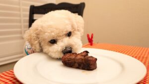 Can dogs eat steak fat?