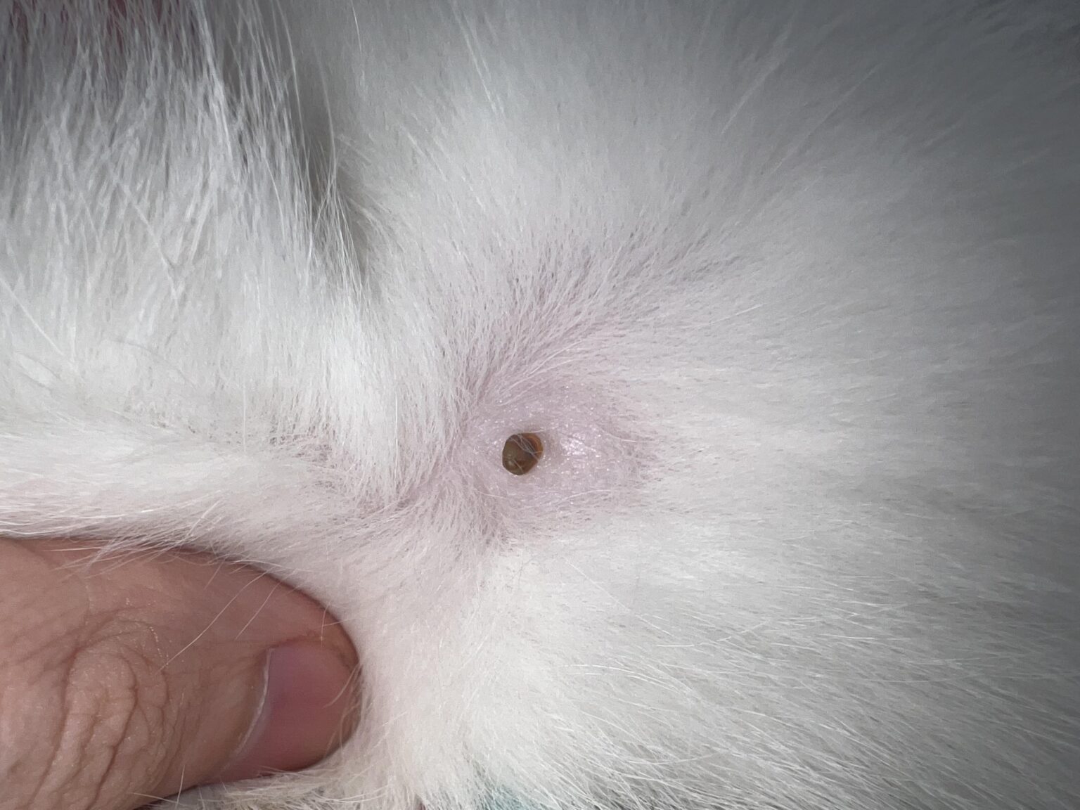 Understanding And Treating Dog Scabs On Nipples