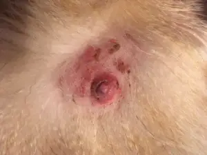 Dog scabs on nipples