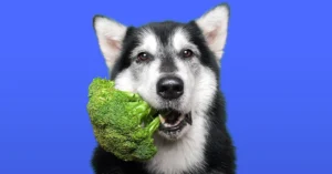 Can dogs eat lemon pepper?