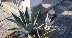 Can dogs have agave?