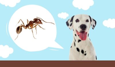 Can dog eat ants?