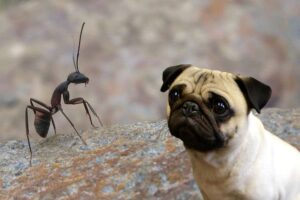 Can dog eat ants?
