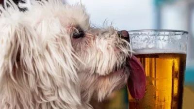 Does beer kill worms in dogs?