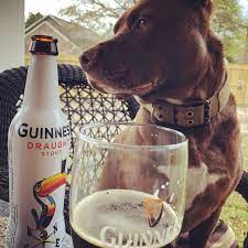 Does beer kill worms in dogs?