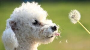 Can dandelions give dogs diarrhea?