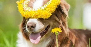 Can dandelions give dogs diarrhea?