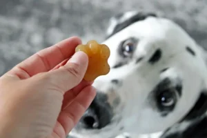 Can dogs have gummy worms?