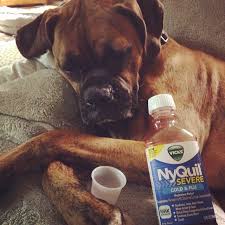 Can you give a dog Nyquil?