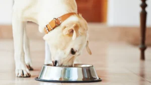 Can dogs eat rice krispie treats?