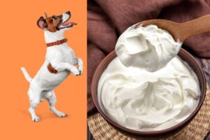 Can dogs eat sour cream and onion chips?