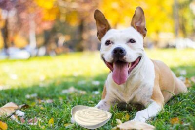 Can dogs eat sour cream and onion chips? - canine tricks