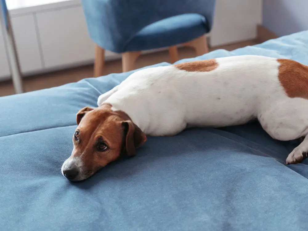 Coping with Dog Tremors After Surgery: Why is My Dog Shaking?