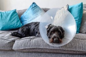 Why is my dog shaking after surgery?
