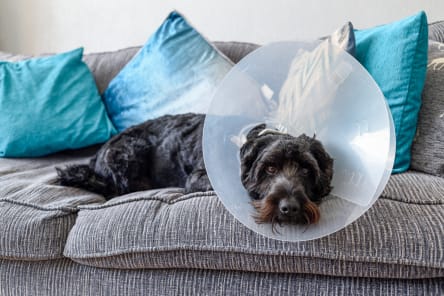 Coping with Dog Tremors After Surgery: Why is My Dog Shaking?