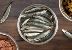 Can dogs eat sardines in olive oil?