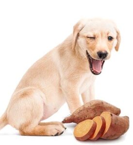 Are sweet potatoes good for dogs with liver disease?
