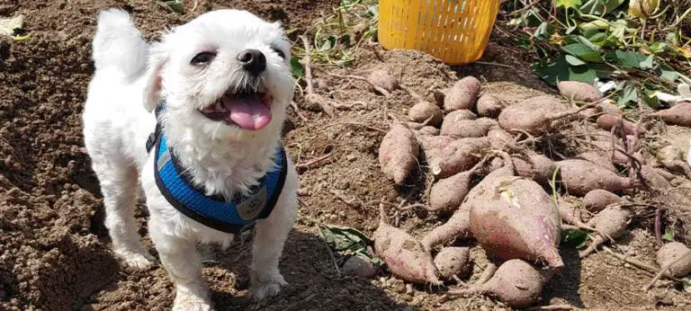 are-sweet-potatoes-good-for-dogs-with-liver-disease