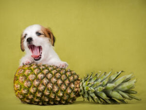 Can dogs eat yellow watermelon?