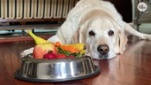 Can dogs eat yellow watermelon?