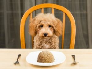 Can dogs eat wild rice?