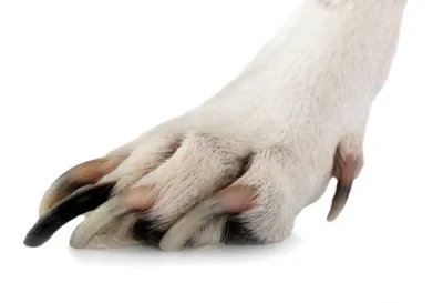 Why does my dog have one black nail?