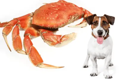 Can Dogs Have Crab – 8 Benefits & Risks Of Crab Meat