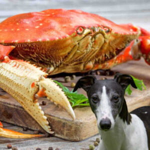 Can Dogs Have Crab