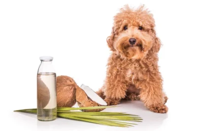 can dogs have coconut water?