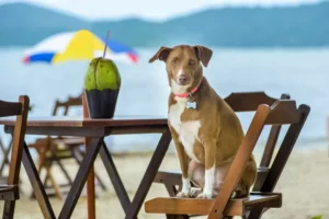 What are the health benefits of coconut water for dogs