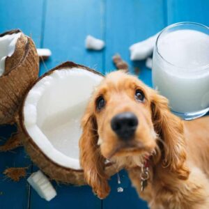 can dogs have coconut water?