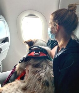 Can I buy my dog a seat on an Airplane?